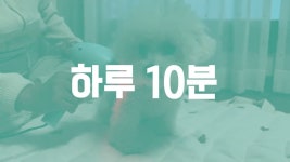반려동물과 함께하는 10분의 여유~ 헬로케어 by 헬로댕구르