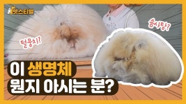 [마감]코스피 기관 3102억 순매수