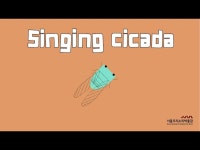 Singing cicada < 기타(상세) < 영상 < 문화정보 | 서울문화포털......  문화정보 > 영상 > 기타(상세) > Singing cicada