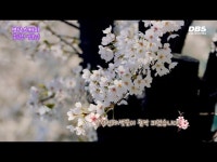 기타(상세) < 영상 < 문화정보 | 서울문화포털......  문화정보 > 영상 > 기타(상세) > 2023 중랑천 벚꽃길