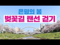 [4K] 불광천 벚꽃길 못가본 사람 손! / 랜선 벚꽃놀이 즐기기 / 불광천 벚꽃길 < 기타(상세) < 영상 | 서울문화포털......  영상 > 기타(상세) > [4K]... 