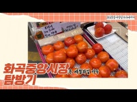 문화정보 > 영상 > 공연(상세) > [지금은 강서시대!] 오기자와 함께하는 제철 과일이 가득한 화곡중앙시장 탐방기