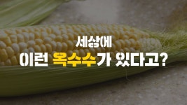 주식회사 더식탁 태양유전점 | [초당 진짜원조] 달콤하고 아삭한 노지재배 '더단 초당옥수수' by 주식회사 식탁이 있는 삶