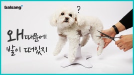 [앵콜펀딩]집사의 두손을 자유롭게, 반려동물 미용의자  by (주)발상코퍼레이션
