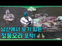 문화정보 > 영상 > 공연(상세) > [공원탐험 생물의 세계] 제 37화 청둥오리 가족이 남산을 찾아왔어요ㅣ서울의 공원