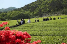 전남 강진군 사시사철 축제 도시 지향…성공 평가 | 연합뉴스