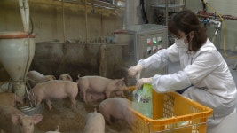 농촌 골칫거리 축산분뇨 악취…민원 해소한 경기 용인시 | 연합뉴스