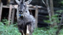 살아있는 화석 양구에 천연기념물 산양 방사 | 연합뉴스