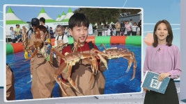 [생생갤러리] 대게 잡기 체험…무섭지 않아요! 外 | 연합뉴스