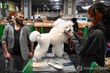 폼나는 견생…세계 최고 명견 축제 英 버밍엄 크러프츠 도그쇼 | 연합뉴스