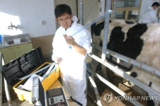 위기 맞은 광우병 내성소 시험연구 | 연합뉴스