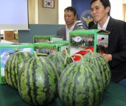 고창 수박 싹슬이해 도박ㆍ유흥비로 탕진 | 연합뉴스