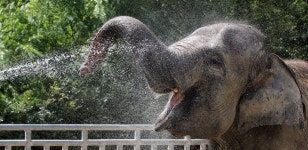 광주 우치동물원 동물소개 맡을 생태해설사 6명 모집 | 연합뉴스