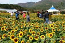 가을꽃 항연…거제섬꽃축제 이달 31일 오픈 | 연합뉴스