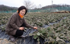 천년초로 억대 매출 올리는 50代 여성 농부 | 연합뉴스