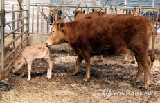 무주군, 토종한우 칡소 수정란 이식 첫 결실 | 연합뉴스