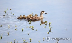 오리 가족의 행복한 봄나들이 | 연합뉴스