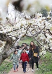 배꽃 길을 걸어보아요! | 연합뉴스