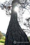 산불로 생명 다한 아름드리 소나무 | 연합뉴스