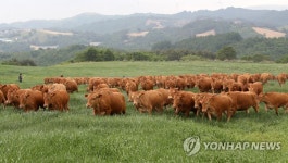 저 푸른 초원 위에 | 연합뉴스