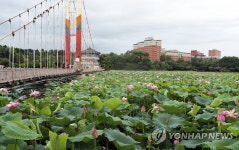 전주 덕진공원 장맛비 속 연꽃 만개 | 연합뉴스