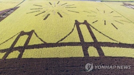 황금 들판에 새겨진 광안대교 | 연합뉴스