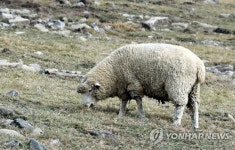 무등산양떼목장 | 연합뉴스