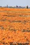 바닷가 감귤 껍질 말리는 풍경 | 연합뉴스