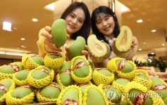 올해 첫 출하한 태국산 그린 망고 | 연합뉴스