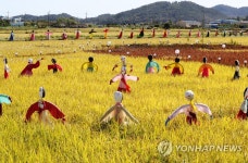 황금들판에 새워진 500여개 허수아비…전남 순천시 별량면 | 연합뉴스