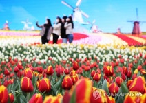 활짝 핀 튤립…에버랜드 튤립 축제 개막 | 연합뉴스