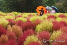 가을비와 산책…수원 탑동시민농장 | 연합뉴스