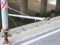 쓰러진 성남 분당 돌마교 보행로 임시 보강구조물 | 연합뉴스