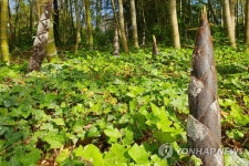 우후죽순 | 연합뉴스
