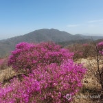 지리산 노고단에 핀 진달래 | 연합뉴스
