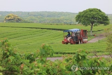 서광다원 녹차 수확 | 연합뉴스