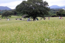제주는 메밀꽃 필 무렵 | 연합뉴스