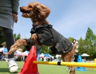 강아지들의 파라다이스, 강남구 반려견 순회 놀이터 | 연합뉴스