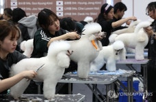 내가 제일 멋쟁이!…2025 서울 FCI 국제 도그쇼 애견 미용 콘테스트 | 연합뉴스