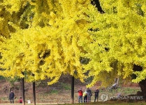 짙어지는 가을 색…수령 1천318년 원주 반계리 은행나무 | 연합뉴스