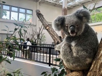 【九州】夏休みおすすめの「水族館・動物園」4選！涼しく楽しむポイントも＜2021＞ ｜じゃらんニュース