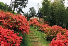 【東北】5月～7月見頃の花絶景12選！紫陽花やつつじ、ポピーのお花畑も＜2025＞ ｜じゃらんニュース
