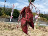 【東海近郊】秋のフルーツ狩り23選！9月10月が旬の果物を味わおう＜2025＞ ｜じゃらんニュース