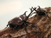 【全国】おすすめの「昆虫館・昆虫博物館」19選！クワガタやチョウたちを観察しよう ｜じゃらんニュース