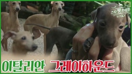 모델 한으뜸 이탈리안 그레이하운드를 만나다 [스타 펫 트래블 in 이탈리아] 1회 - kakaoTV 모델 한으뜸 이탈리안 그레이하운드를 만나다... 