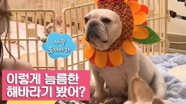 이렇게 늠름한 해바라기 봤어? [여자친구! 강아지를 부탁해] 10회 - kakaoTV 이렇게 늠름한 해바라기 봤어? [여자친구! 강아지를 부탁해] 10회