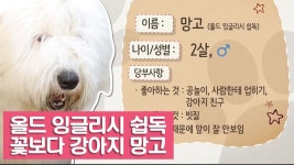 올드 잉글리시 쉽독, 꽃보다 강아지 망고 [여자친구! 강아지를 부탁해] 1회 - kakaoTV 올드 잉글리시 쉽독, 꽃보다 강아지 망고 [여자친구!... 