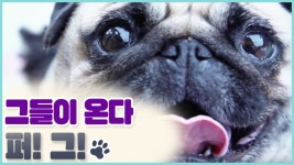 [9회 예고] 펫 닥터스 시즌2, 5월 27일 (수) 밤 11시 - kakaoTV [9회 예고] 펫 닥터스 시즌2, 5월 27일 (수) 밤 11시