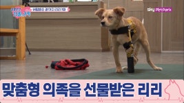 리리에게 맞춤형 의족을 선물한 김정현 동물 재활 공학사 [생명전선... 의족을 선물한 김정현 동물 재활 공학사 [생명전선 15일의 기적] 9회