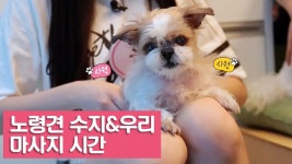 대형견 목욕 도우미 여자친구 예린 [여자친구! 강아지를 부탁해] 11회 - kakaoTV 대형견 목욕 도우미 여자친구 예린 [여자친구! 강아지를... 